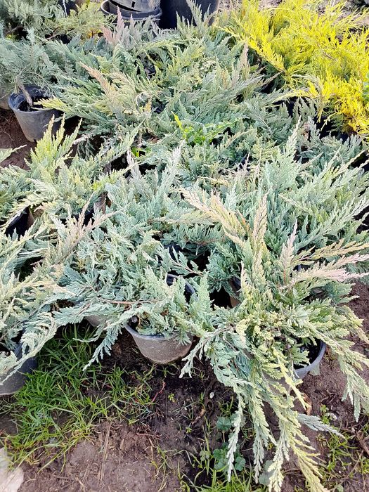 Лавровишна за жив плет 4лв