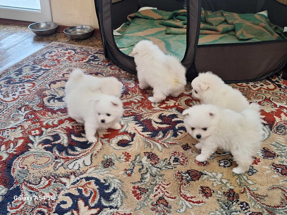 Померани  (мини шпиц)