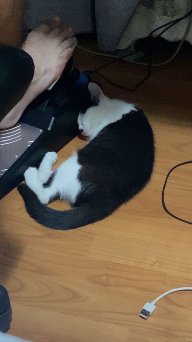 Donez pisica de casa