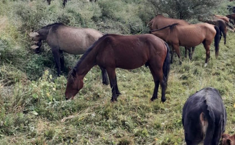 Жеребец за 550 торг уместен