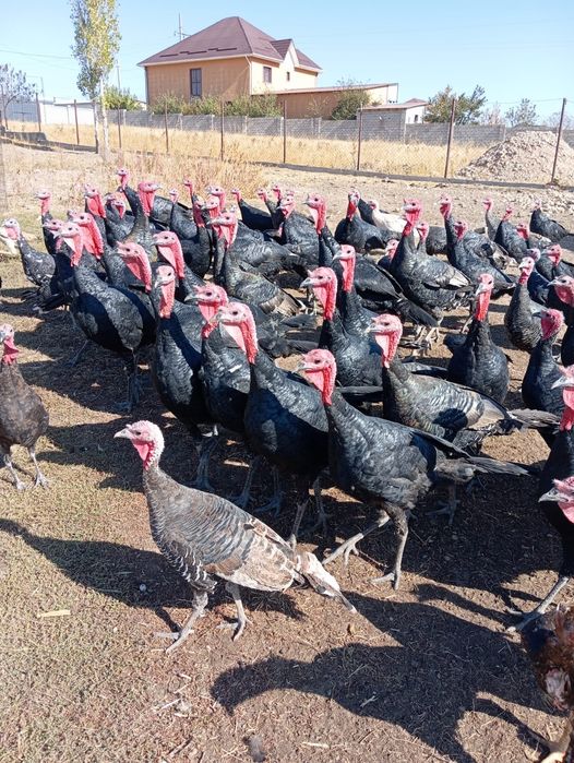 Индуки 90 голов есть