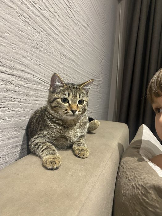 Кошечка ищет дом