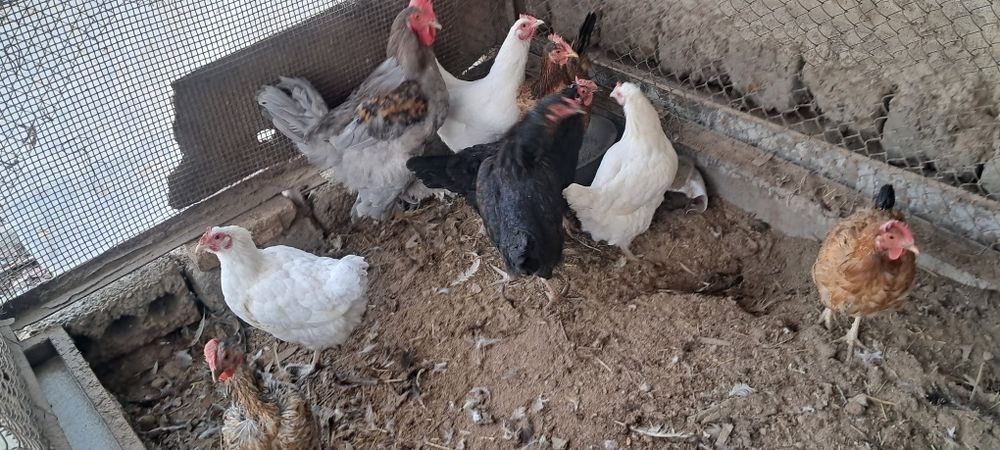 Курица петух  дом