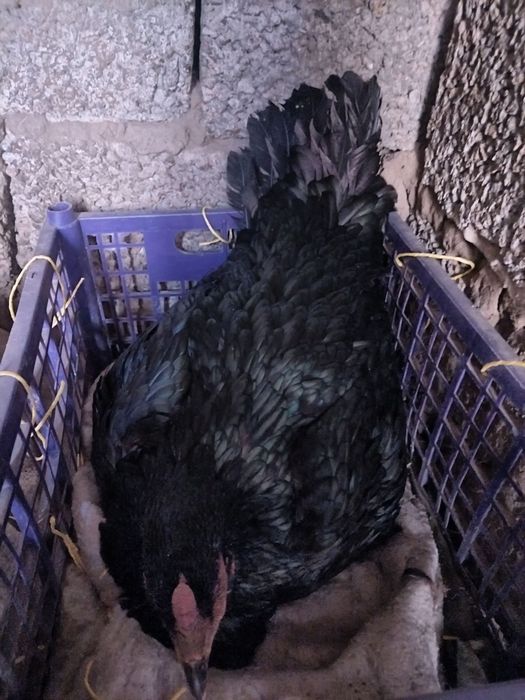 Qora dakan tovuq sotiladi