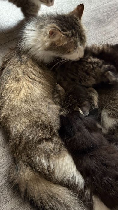 Котята 4 штуки  бесплатно!!!