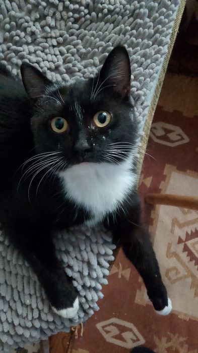 Отдам кота срочно