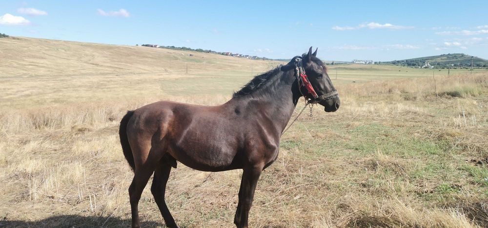 Mânz castrat, 3 ani jumate