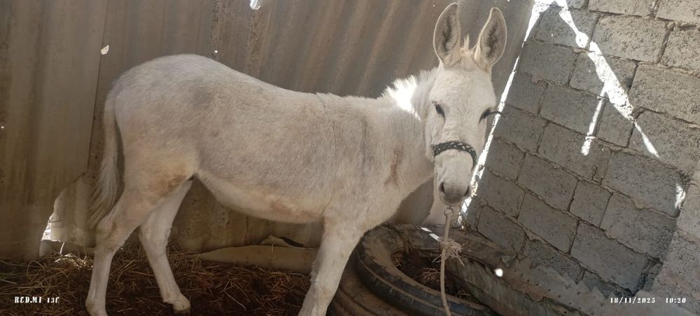 Эшак сотилади 2 яш