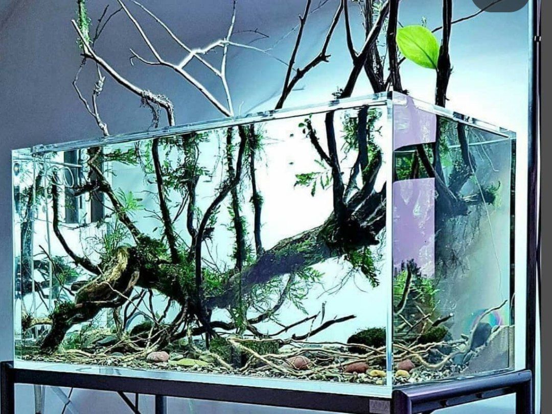 Xrustalniy oynadan yasalgan akvarium