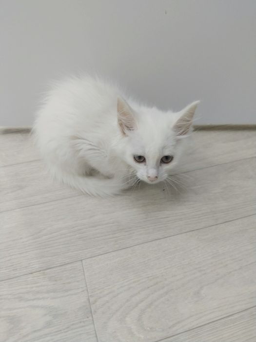 Отдам котенка чисто белый кот