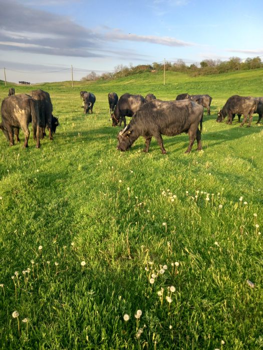 Bivolițe de vânzare