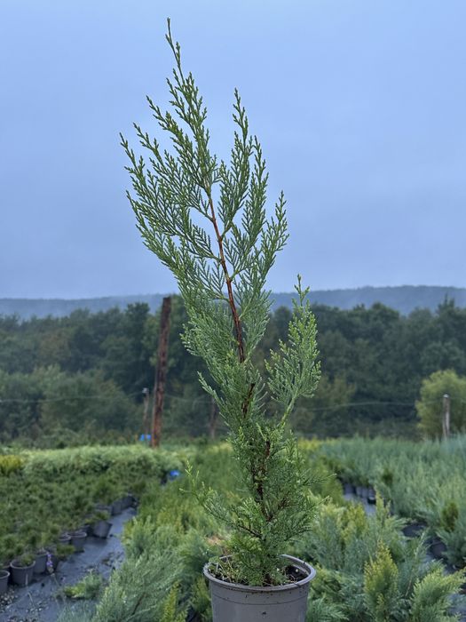 LEYLANDII – gard viu rapid, verde tot anul