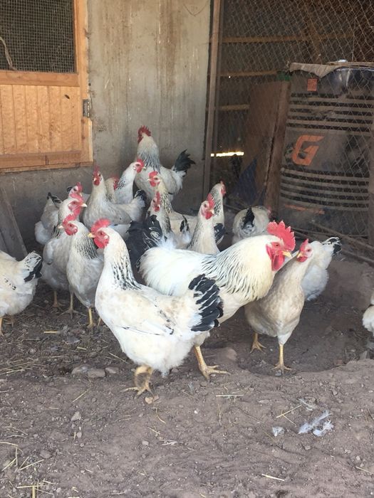 Продам курей адлерская серебристая по 5500