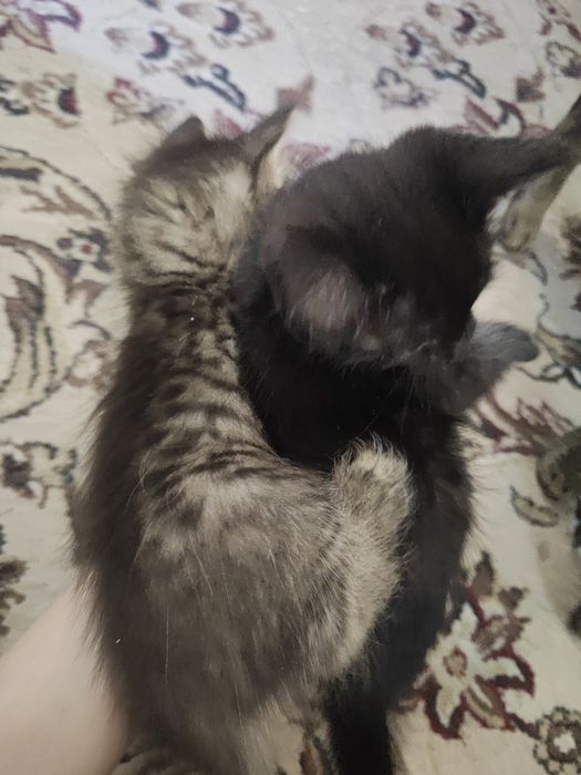 Mushuk bolalari hadiyaga