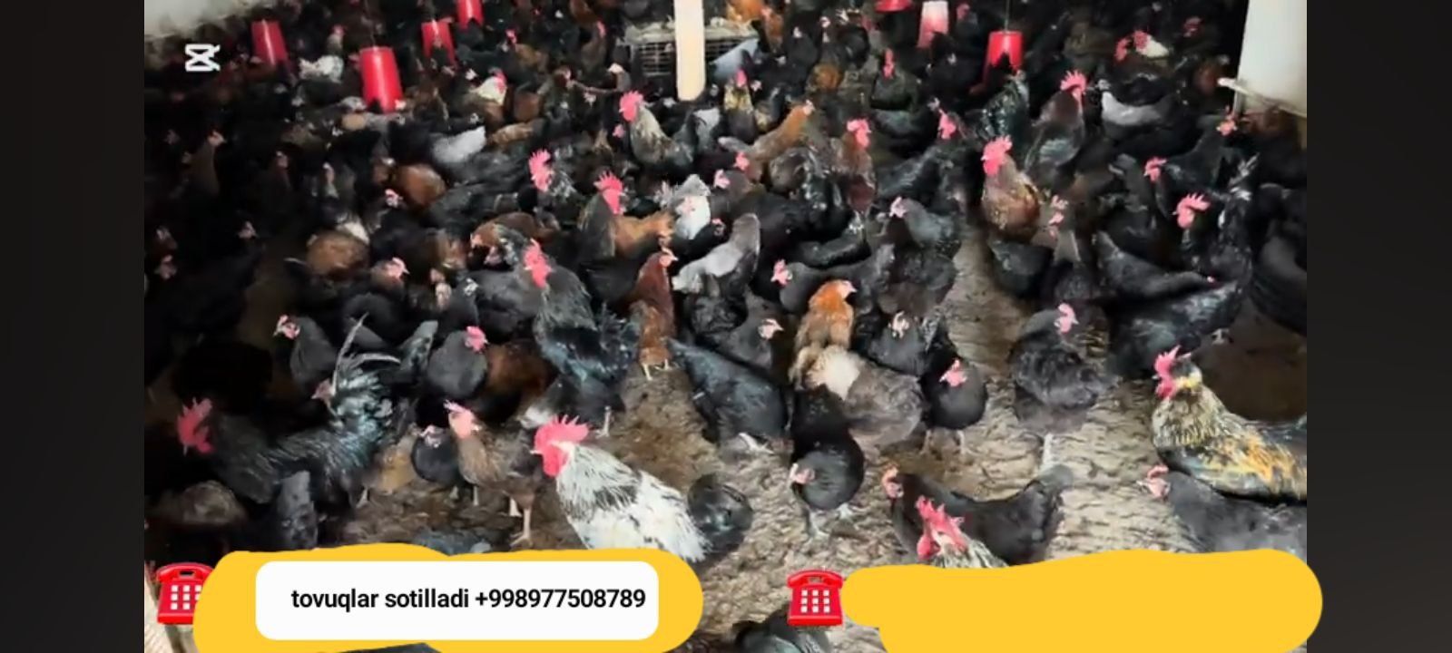 Zoddor tovuqlar kelishilgan arzon narxlarda