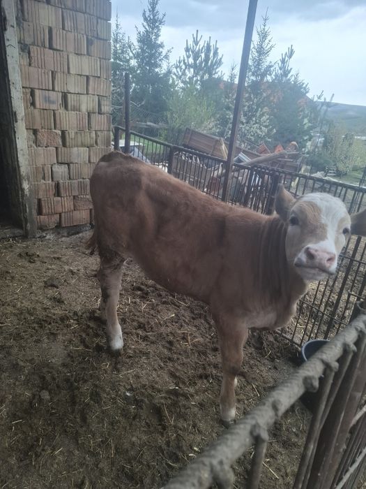 Vitea de vanzare