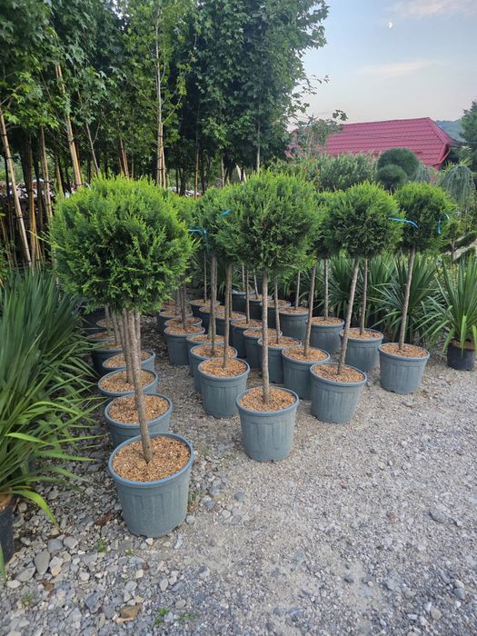 vand si amenajez gradini cu plante ornamentale