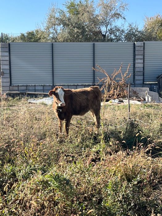Подсос сатылады 1,2 жас ұрғашы . Талдықорған Ынтымақ ауылы