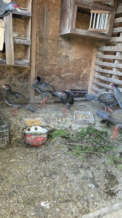 Schimb 4 fazani argintii , masculi