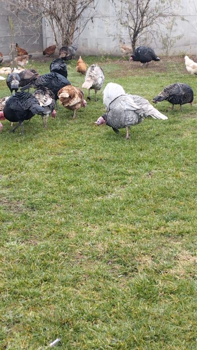 Vand curcani si curci