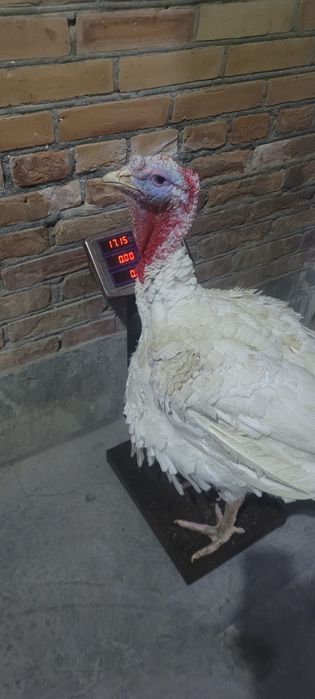 Induk sotiladi klosi 55000
