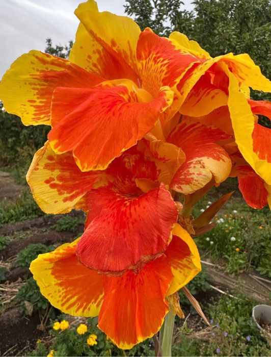 Продам деленки сортовых канн 2500