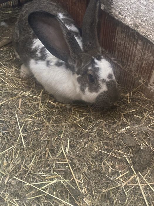 Vand un mascul si o femela forte frumosi