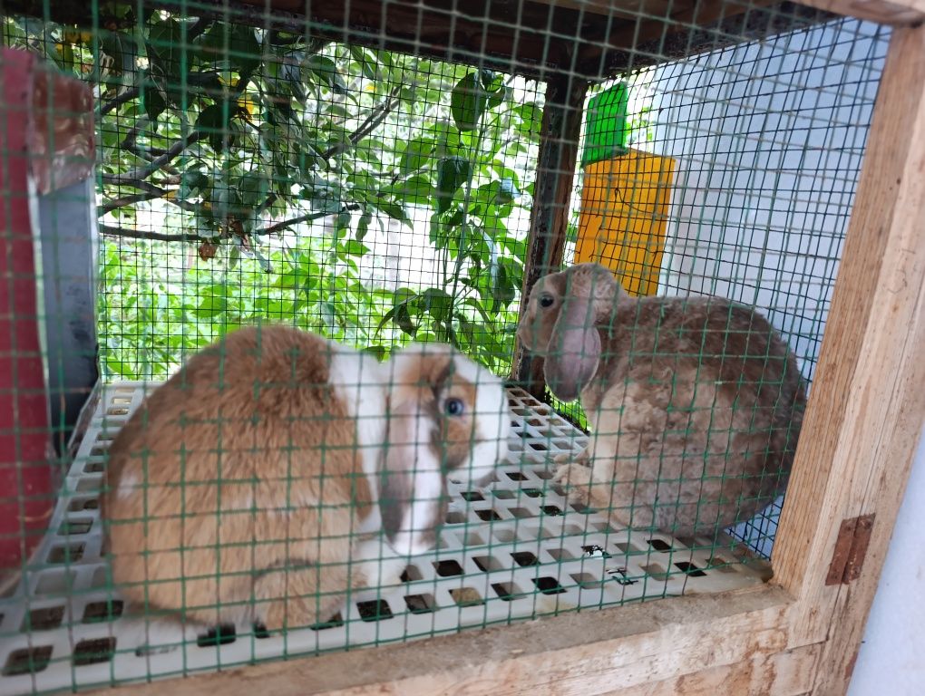 Quyonla sotiladi. Qafasiyam