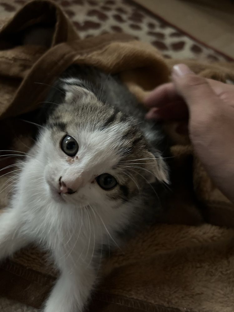Продается Котята вислоушки в хорошие руки
