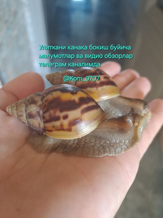 Улитка ахатин. Арзон нархларда
