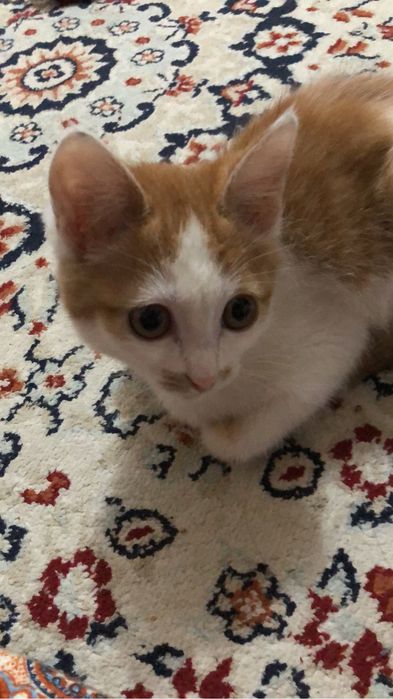 Кошка бесплатноооо