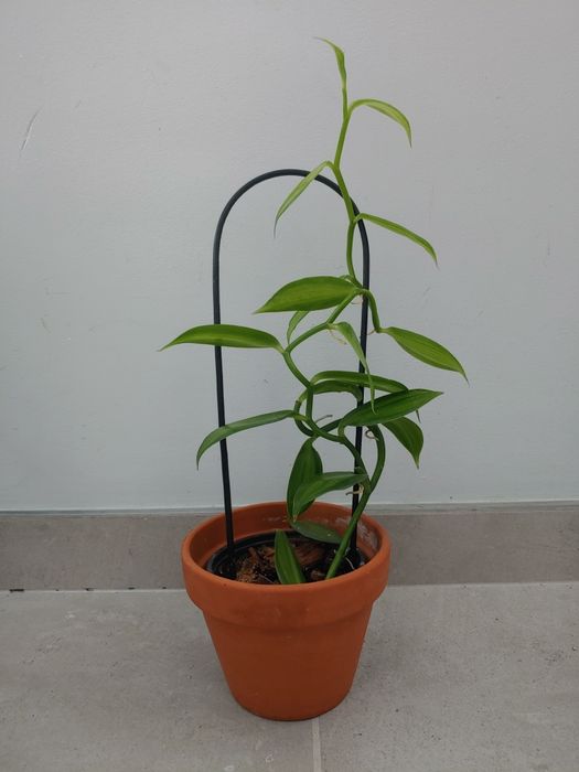 Orhidee de vanilie, ananas, bananier, dracaena lemon