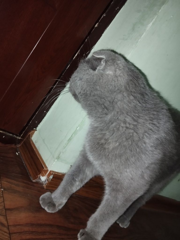 Продается вислоухая кошка