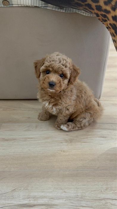 Мальтипу ф1 девочка