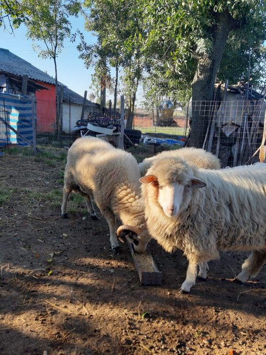 vand miei 18 lei/kg comuna Suseni