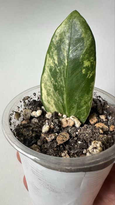 Укореннёные листики вариегатного замиакулькаса Шорт Лив