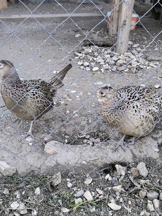 Fazani și făzănițe comuni