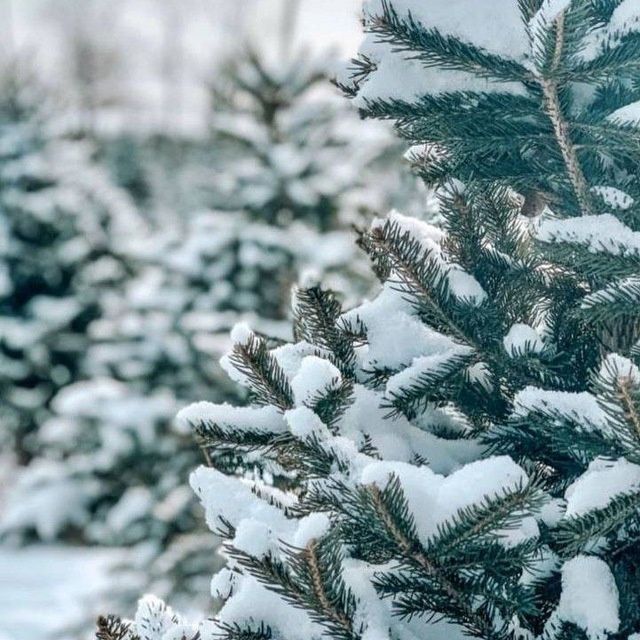 Галубой ель кримский.Galuboy el krimskiy