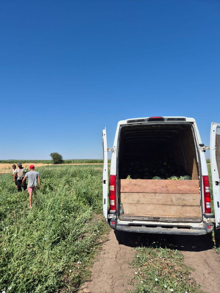 Pepeni / lubeniță -transport oriunde in tara