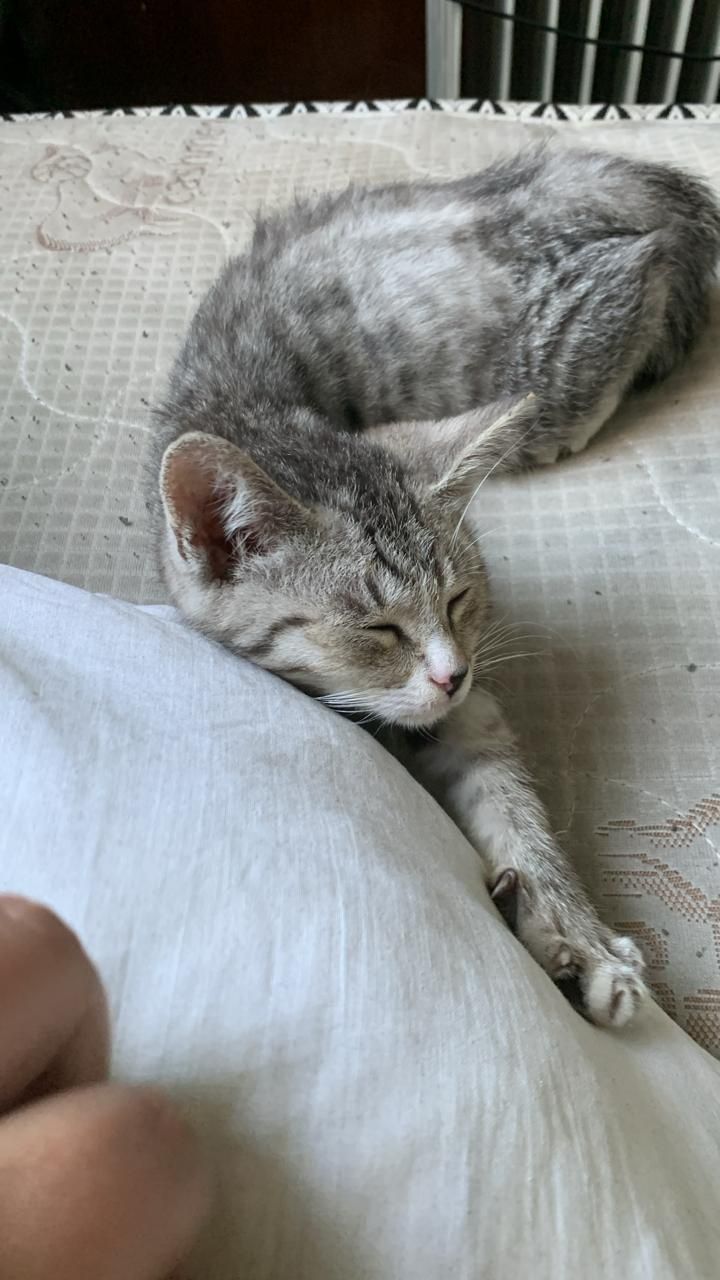 Котенок как с рекламы)