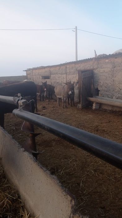 2 буаз Есек тақайымен сатылады