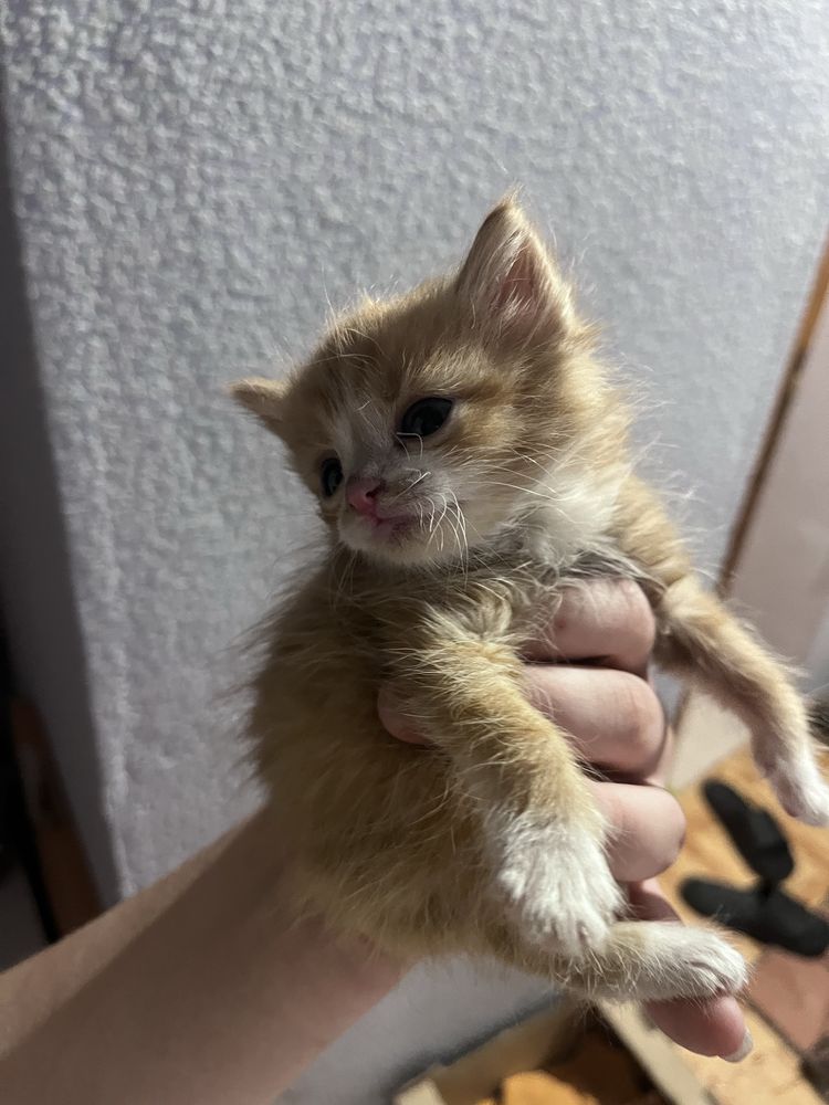 Котята Бесплатно