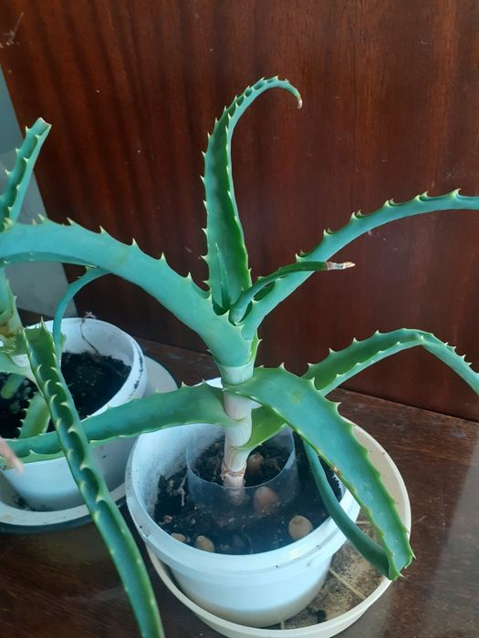 Продам недорого комнатные цветы