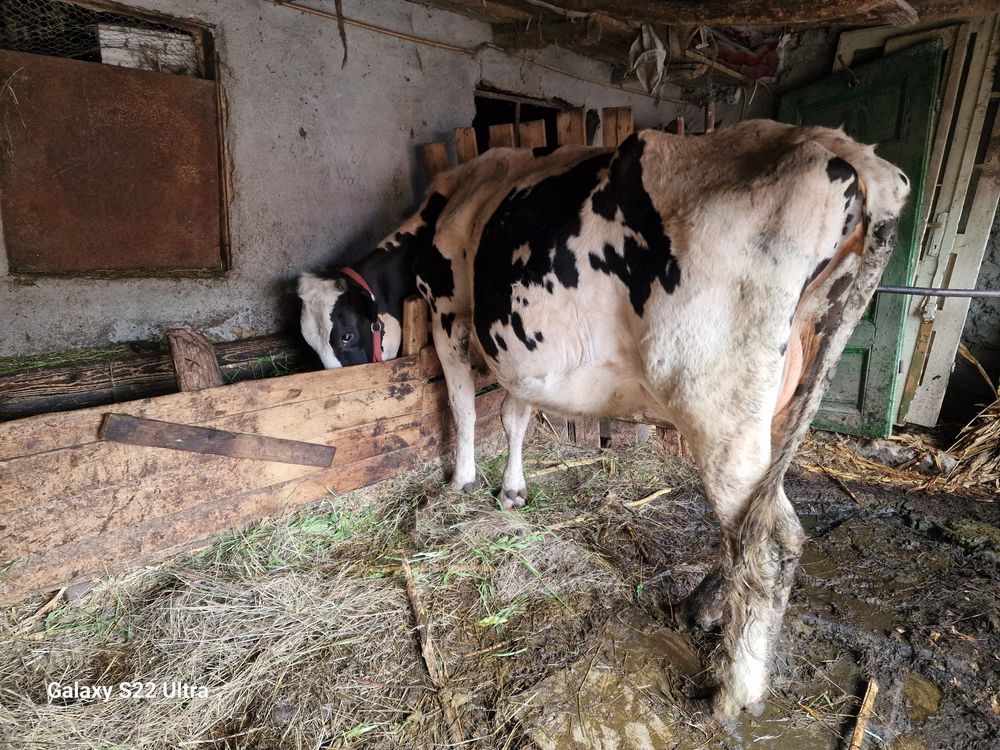 Vand vaca, vitea Holstein rasa de lapte