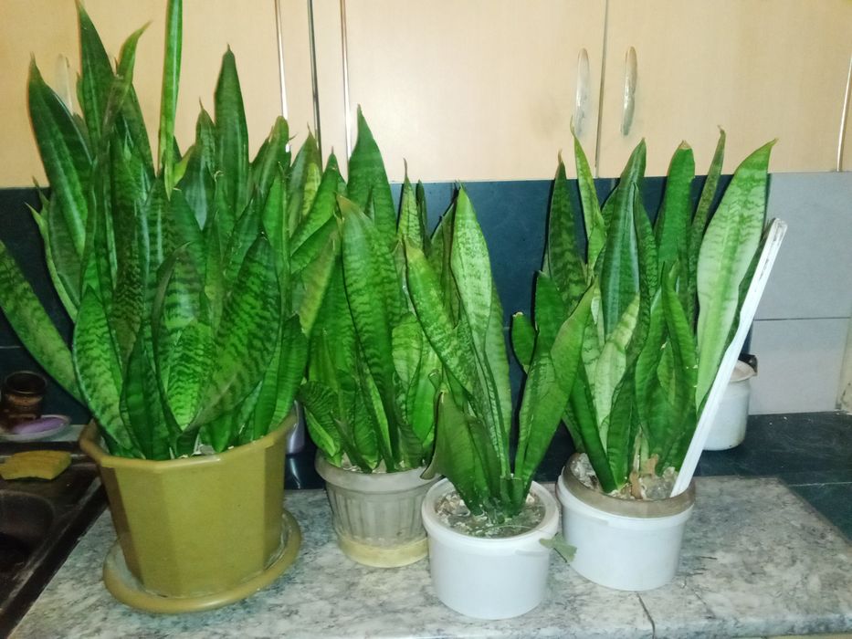 Цветы комнатные Сансевьера