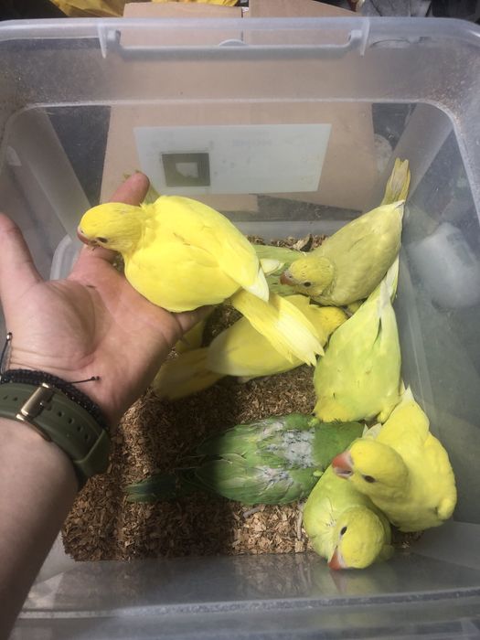 Papagali pui vorbitori de la crescatorie Micul Alexandru Alexander