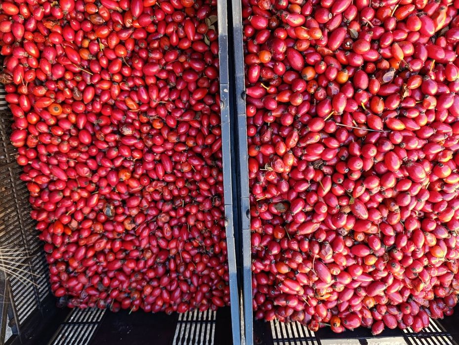 Прясна диворастяща шипка-реколта 2025г.