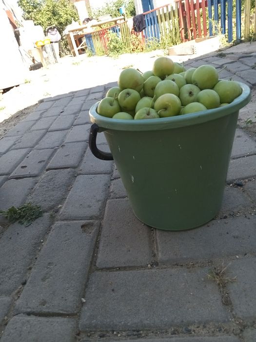 ЯБЛОКИ полусладкий