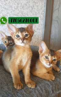 Игривые абиссинские котята