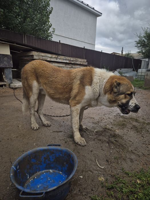 Срочно Продам Алабай 10 месяц